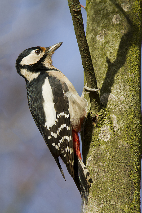 090 DziÄ™cioĹ‚
